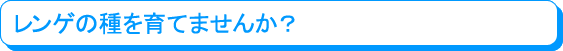 レンゲの種を育てませんか?