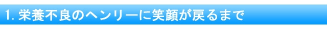 1.栄養不良のヘンリーに笑顔が戻るまで