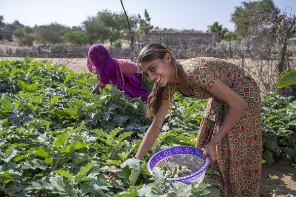 ラージャスターン州で、家族の健康のために野菜を栽培し、収穫する17歳のカムラさん。(インド、2020年12月撮影)
