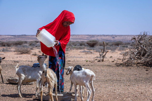 ヤギに水を与えるファトゥマさん。ユニセフ支援による井戸の建設で持続可能な水源ができる前は生活用水を雨水に頼るしかなく、水不足の危機に瀕していた。(ソマリア、2022年3月撮影)