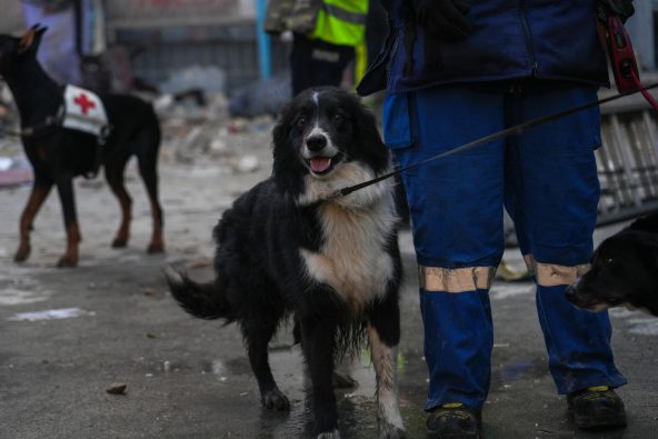 キーウのミサイル攻撃現場で、がれきと化した建物の中から生存者を探す救助犬（ウクライナ、2025年8月28日撮影）