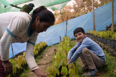 アヤクチョ州にある家の畑で、母親の手伝いをするハンセルさん(ペルー、2025年9月2日撮影)