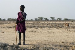 家畜のヤギを世話する男の子。200匹いたヤギも、雨が降らず草が育たなかったため、10匹にまで減ってしまったという。（ケニア、2011年撮影）