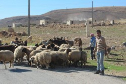 アレッポ近くの小さな村テートで、羊飼いをして暮らしている。
