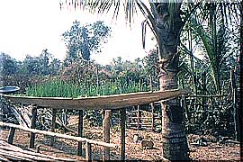 家庭菜園