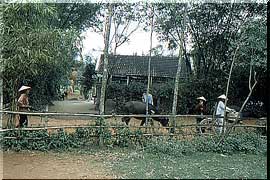 農村風景