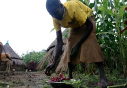 家族の食事のために、草を摘むキエク・クオンで暮らす女性。（南スーダン）