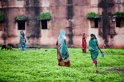 草むらで排泄するため、水桶をもって歩く女性たち。（インド）