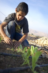 農場で働く子ども。