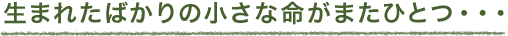 生まれたばかりの小さな命がまたひとつ・・・