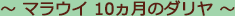 〜 マラウイ 10ヵ月のダリヤ 〜